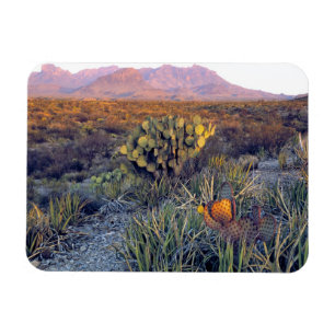 USA, Texas, Big Bend NP. En sandig rosa skymning Magnet