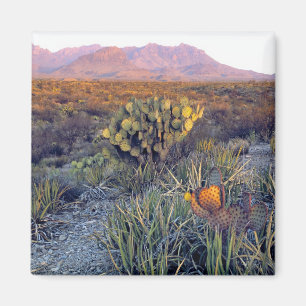 USA, Texas, Big Bend NP. En sandig rosa skymning Magnet