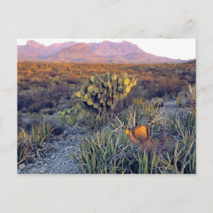 USA, Texas, Big Bend NP. En sandig rosa skymning Vykort