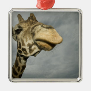 USA, Texas, Fossil Rim Wildlife Area, giraff Julgransprydnad Metall