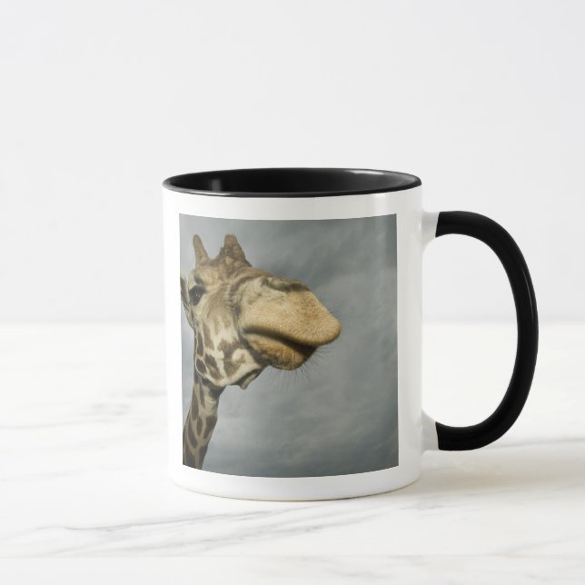 USA, Texas, Fossil Rim Wildlife Area, giraff Mugg (Höger)