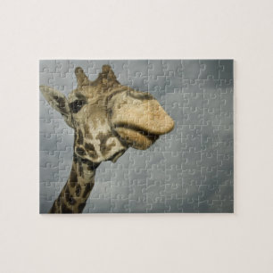 USA, Texas, Fossil Rim Wildlife Area, giraff Pussel
