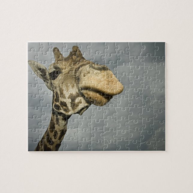 USA, Texas, Fossil Rim Wildlife Area, giraff Pussel (Horisontell)