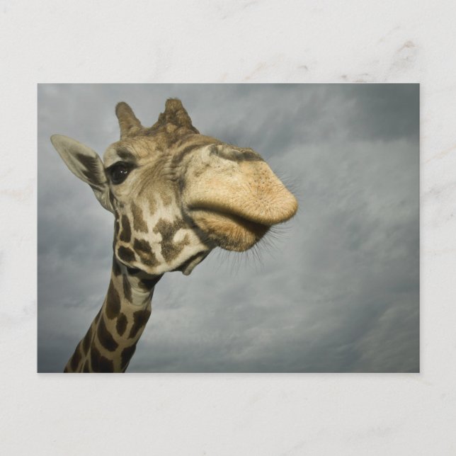 USA, Texas, Fossil Rim Wildlife Area, giraff Vykort (Framsida)