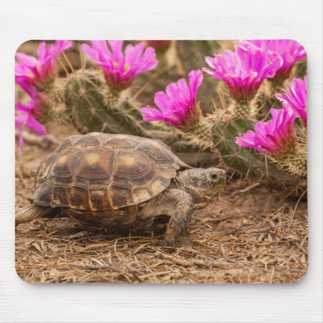USA, Texas, Hidalgo County. Sköldpadda Musmatta (Framsidan)
