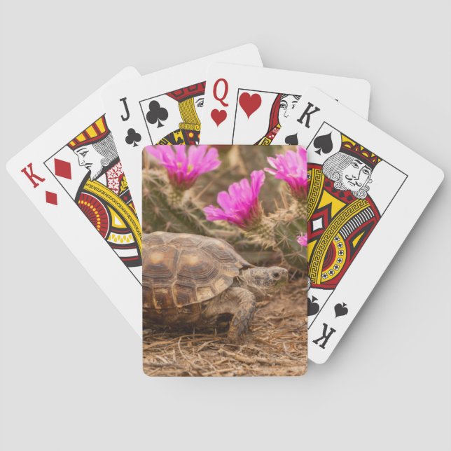 USA, Texas, Hidalgo County. Sköldpadda Spel Kort (Baksidan)