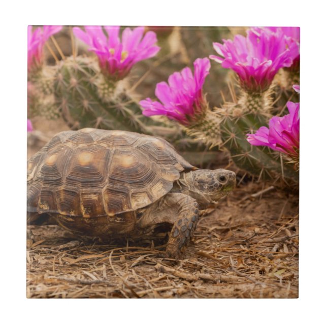 USA, Texas, Hidalgo County. Tortoise Kakelplatta (Framsidan)