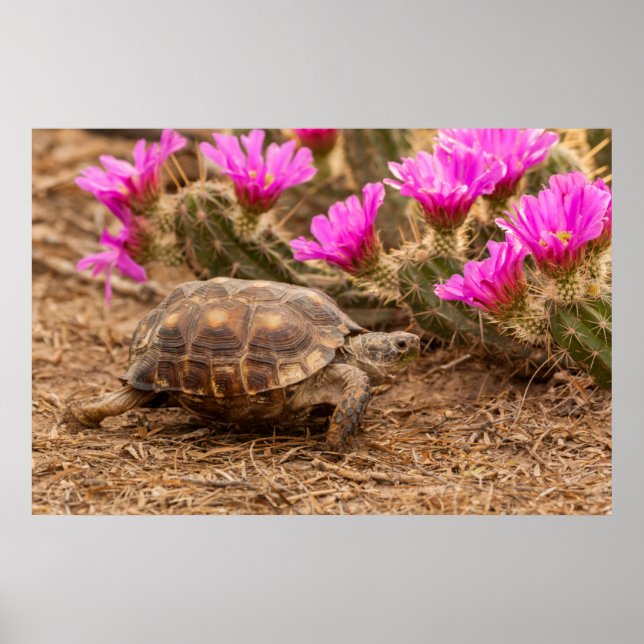 USA, Texas, Hidalgo County. Tortoise Poster (Framsidan)