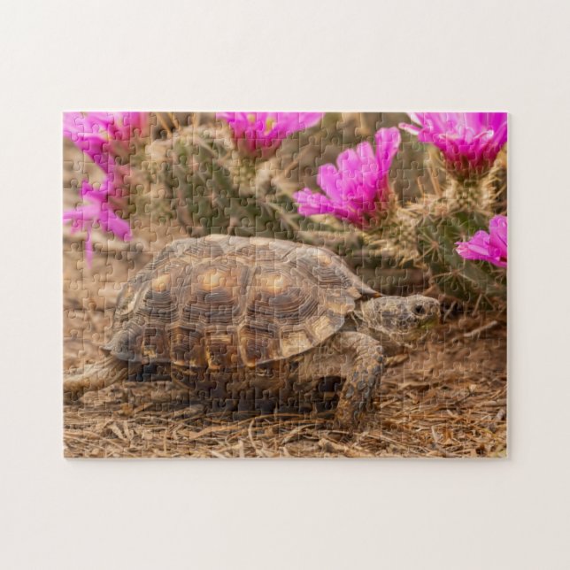 USA, Texas, Hidalgo County. Tortoise Pussel (Horisontell)