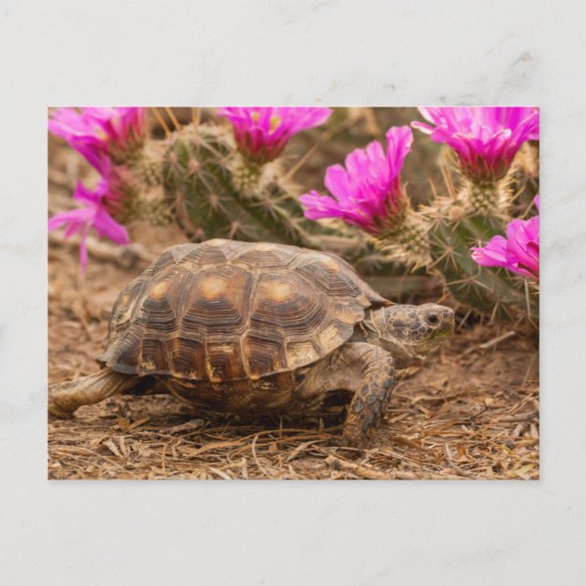 USA, Texas, Hidalgo County. Tortoise Vykort (Framsida)