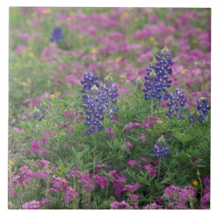 USA, Texas Hill Country. Blåbon bland flox Kakelplatta