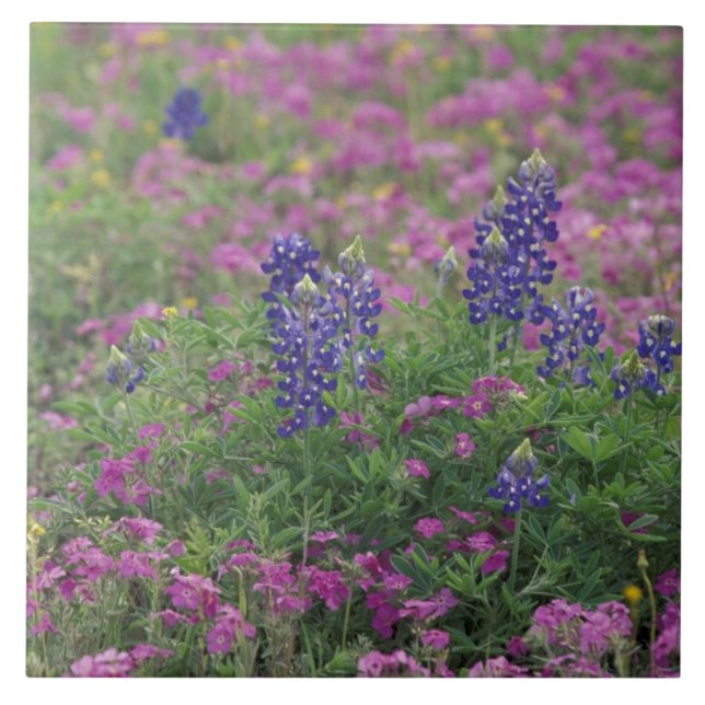 USA, Texas Hill Country. Blåbon bland flox Kakelplatta (Framsidan)