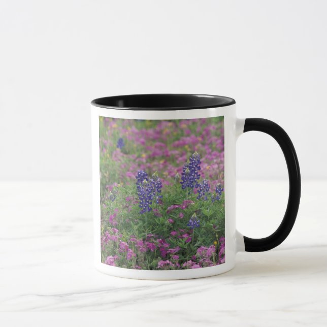 USA, Texas Hill Country. Blåbon bland flox Mugg (Höger)