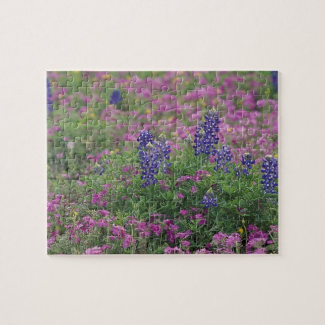 USA, Texas Hill Country. Blåbon bland flox Pussel (Horisontell)