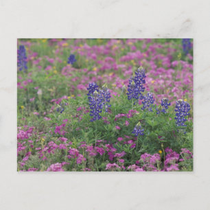 USA, Texas Hill Country. Blåprästkragor bland flox Vykort