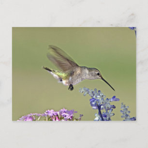 USA, Texas, Hill Country. Svartstrupig kolibri, ho Vykort