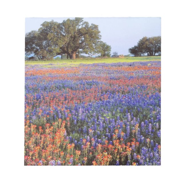 USA, Texas, Llano. Blåbon och röda bon Anteckningsblock (Framsida)