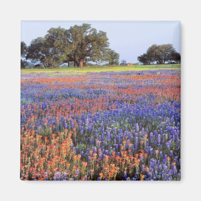 USA, Texas, Llano. Blåbon och röda bon Magnet (Framsidan)
