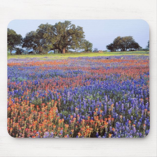USA, Texas, Llano. Blåbon och röda bon Musmatta (Framsidan)