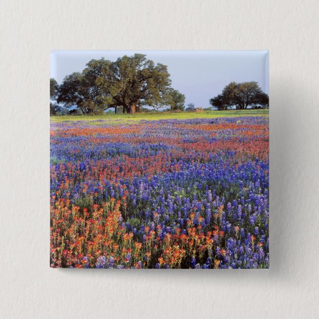 USA, Texas, Llano. Blåboniter och röda boniter Knapp (Framsida)