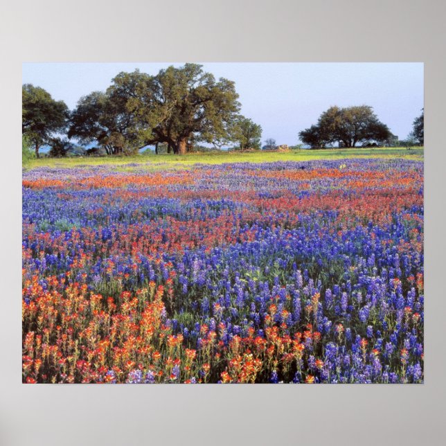 USA, Texas, Llano. Blåbonor och röda nejlikor Poster (Framsidan)