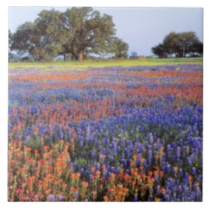 USA, Texas, Llano. Blåklockor och röda nejlikor Kakelplatta