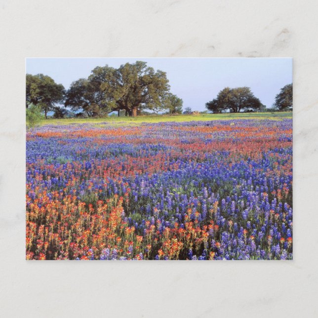 USA, Texas, Llano. Blånät och redgarn Vykort (Framsida)