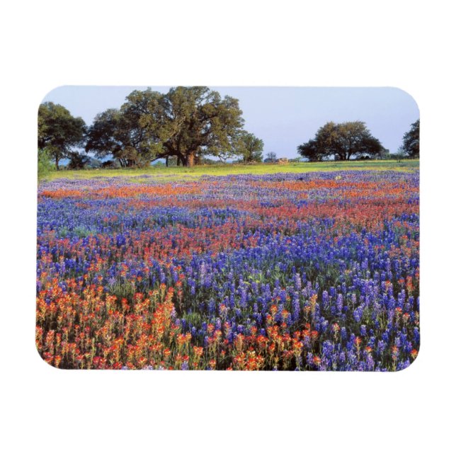 USA, Texas, Llano. Bluebonnets och röda nejlikor Magnet (Horisontell)