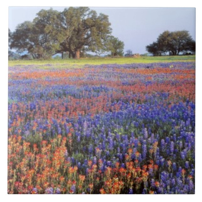 USA, Texas, Llano. Bonngarn och redskapsgarn Kakelplatta (Framsidan)