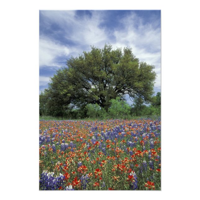 USA, Texas, Marble Falls Paintbrush och Fototryck (Framsidan)