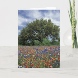 USA, Texas, Marble Falls Paintbrush och Kort
