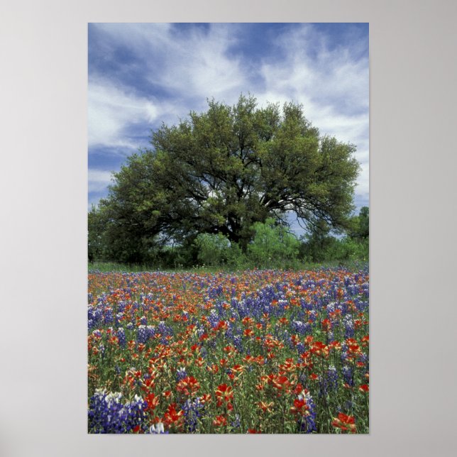 USA, Texas, Marble Falls Paintbrush och Poster (Framsidan)