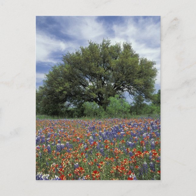 USA, Texas, Marble Falls Paintbrush och Vykort (Framsida)