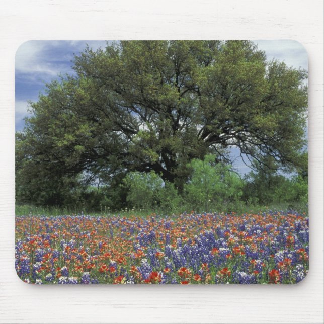 USA, Texas, Marble Falls Penselstrecksblomma och Musmatta (Framsidan)