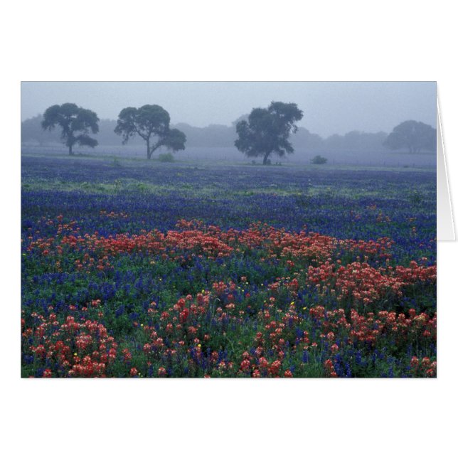 USA, Texas, nära Lytle Dimma, ekar, blå kappor Hälsningskort (Framsidan Horizontal)