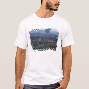 USA, Texas, nära Lytle Dimma, ekar, blå kappor T Shirt