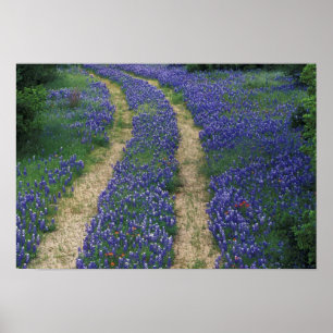 USA, Texas, nära Marble Falls, Spår i blå Poster