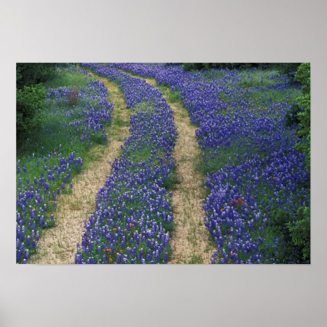 USA, Texas, nära Marble Falls, Spår i blå Poster (Framsidan)