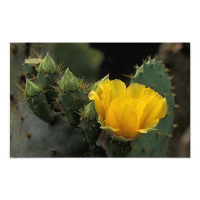 USA, Texas, Prickly Pear Kaktus i blom. Fototryck (Framsidan)