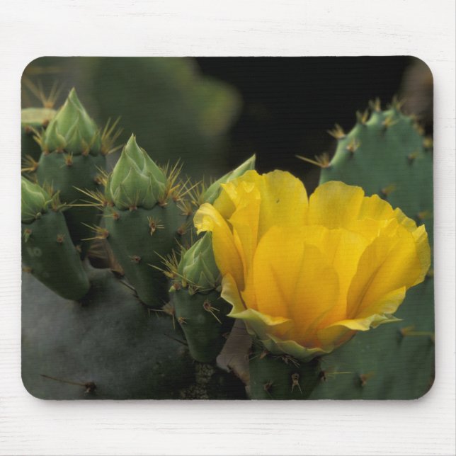 USA, Texas, Prickly Pear-kaktus i blom. Musmatta (Framsidan)