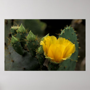 USA, Texas, Prickly Pear Kaktus i blom. Poster