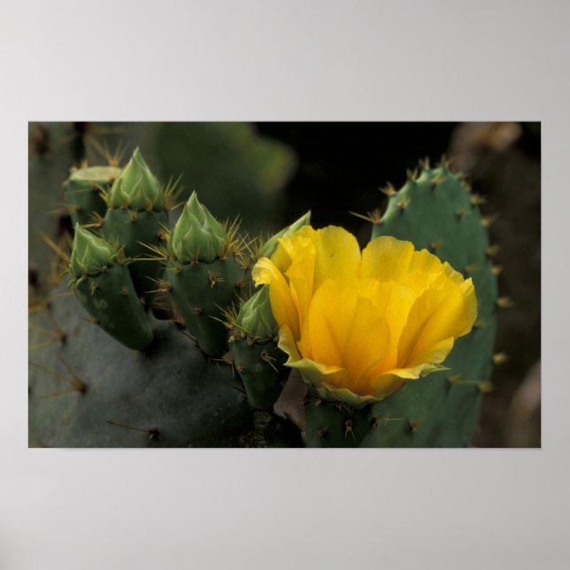 USA, Texas, Prickly Pear Kaktus i blom. Poster (Framsidan)