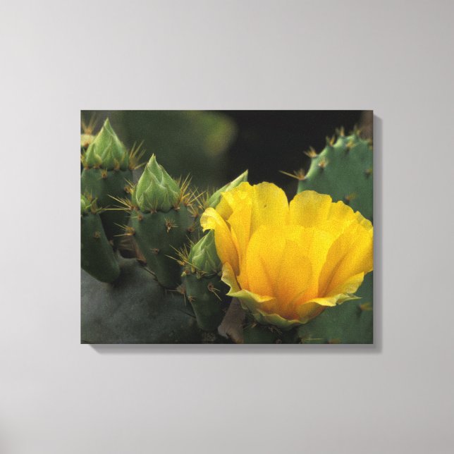 USA, Texas, Prickly Pear-kaktus i blomning. Canvastryck (Framsida)