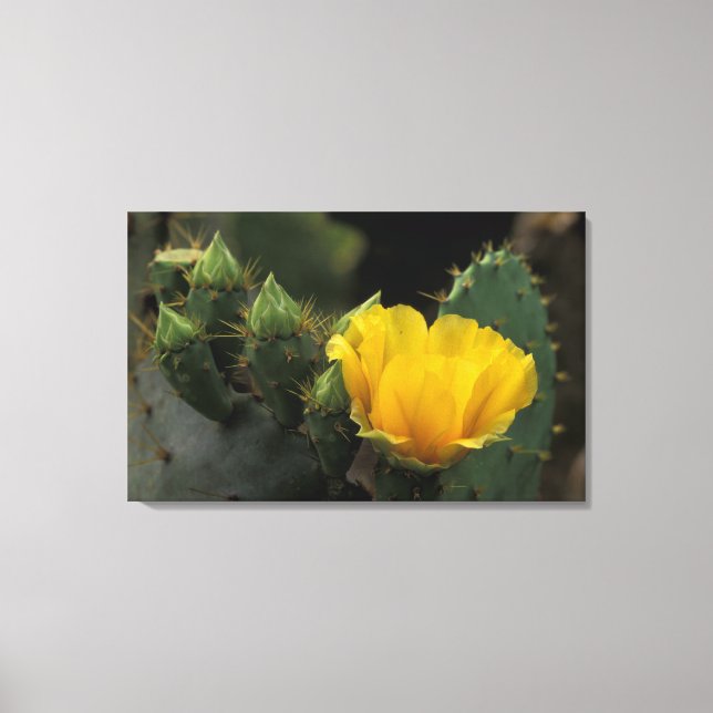 USA, Texas, Prickly Pear-kaktus i blomning. Canvastryck (Framsida)