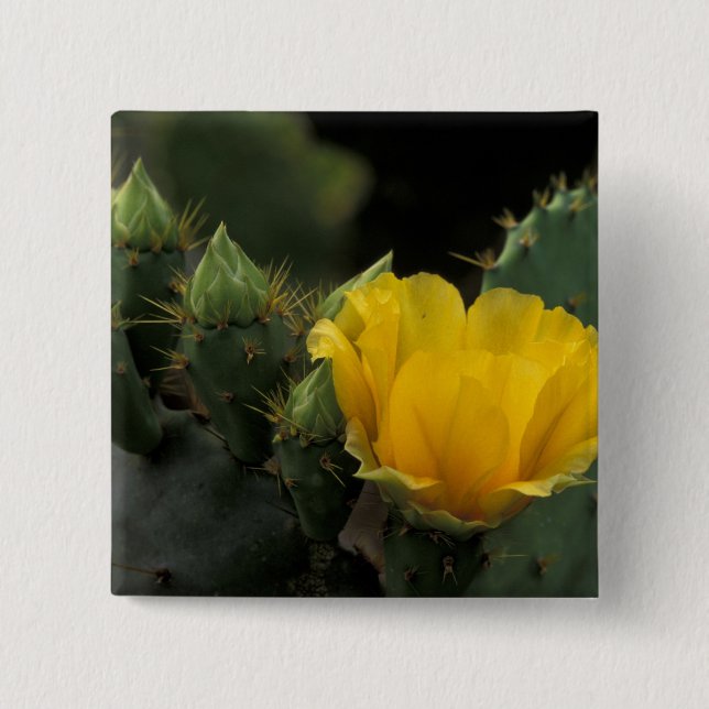 USA, Texas, Prickly Pear-kaktus i blomning. Knapp (Framsida)