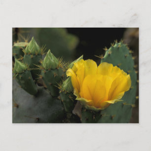 USA, Texas, Prickly Pear-kaktus i blomning. Vykort