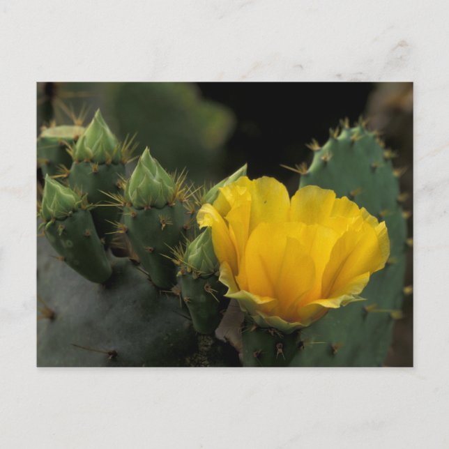 USA, Texas, Prickly Pear-kaktus i blomning. Vykort (Framsida)