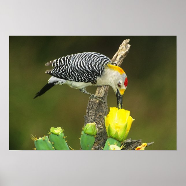 USA, Texas, Rio Grande Valley, McAllen. Male Poster (Framsidan)