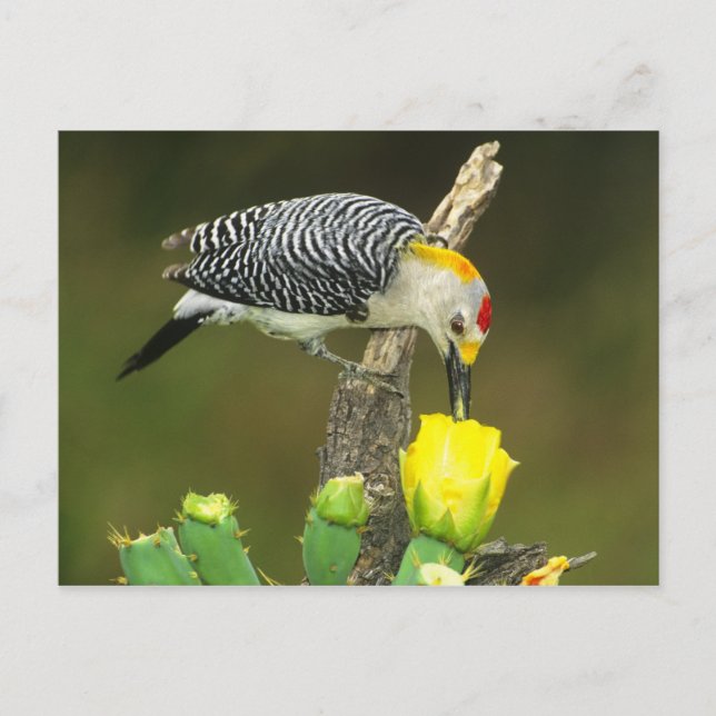 USA, Texas, Rio Grande Valley, McAllen. Male Vykort (Framsida)