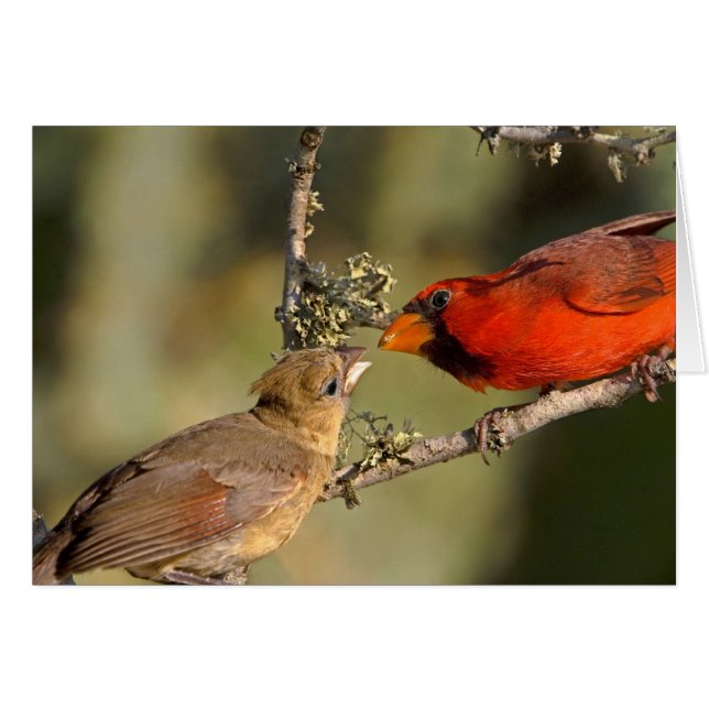 USA, Texas, Rio Grande Valley, McAllen. Merad Hälsningskort (Framsidan Horizontal)